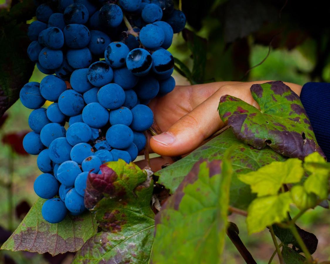 Quinta Do Tapadinho - Wine & Tourism Villa Moimenta Kültér fotó